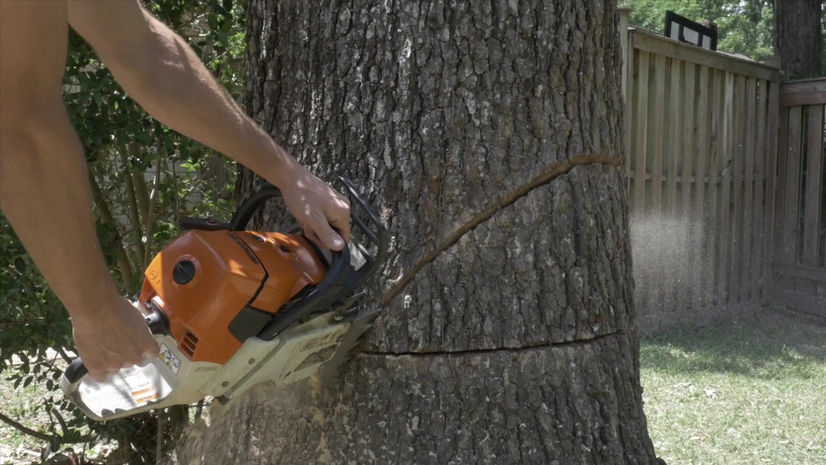Tree Removal